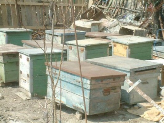 Producătorul de vin de la Murfatlar a distrus cu insecticide munca apicultorilor